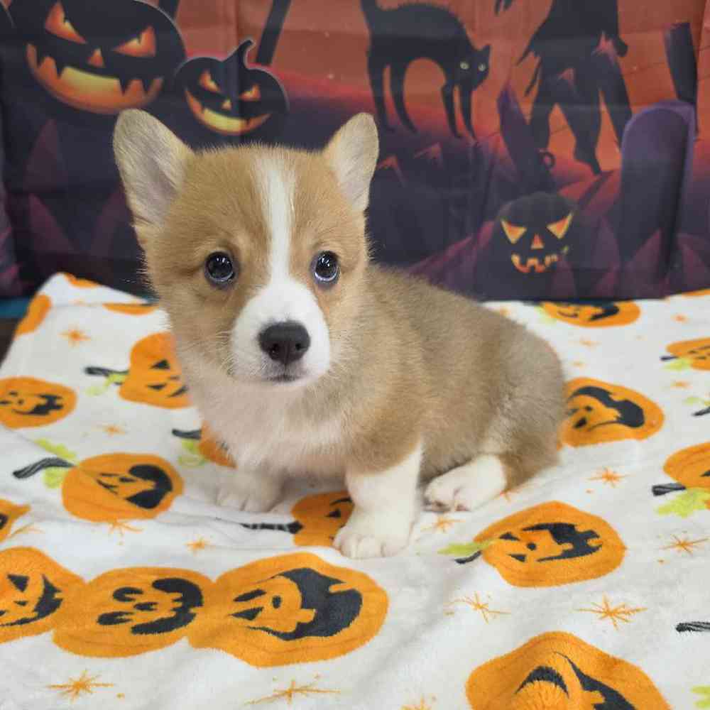 Image of a pet breed in the gallery