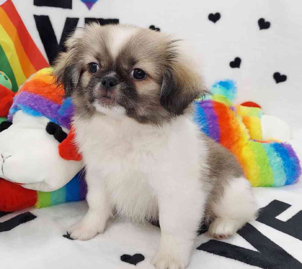 Male Pekingese Puppy for sale