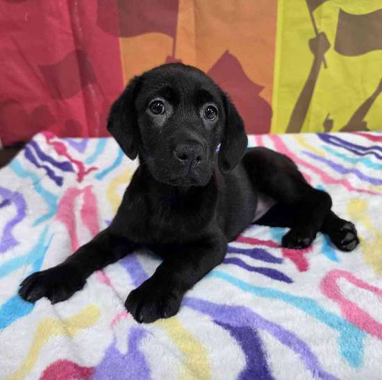 Labrador Retriever