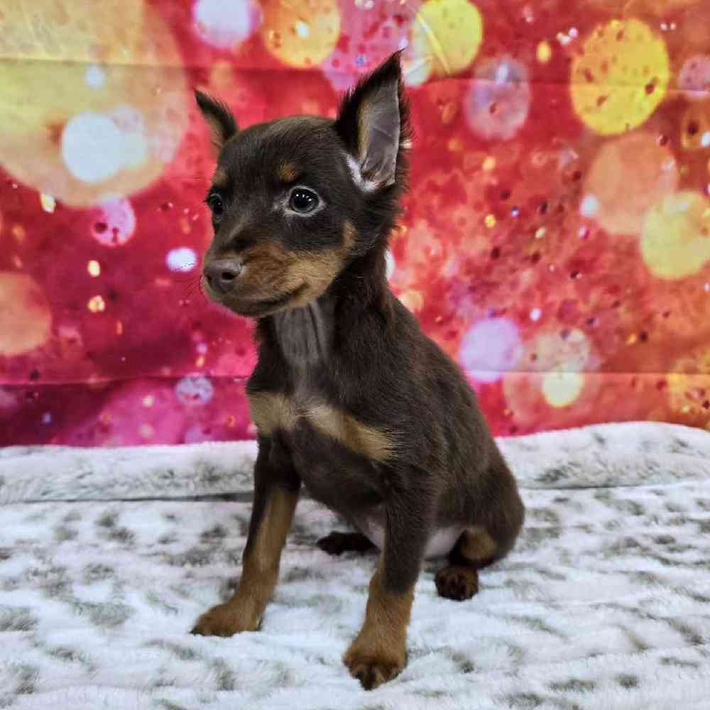 Male Min Pin Puppy for Sale in Virginia Beach, VA