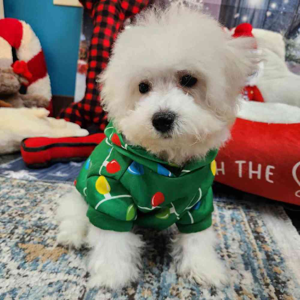 Male Bichon Puppy for Sale in Virginia Beach, VA