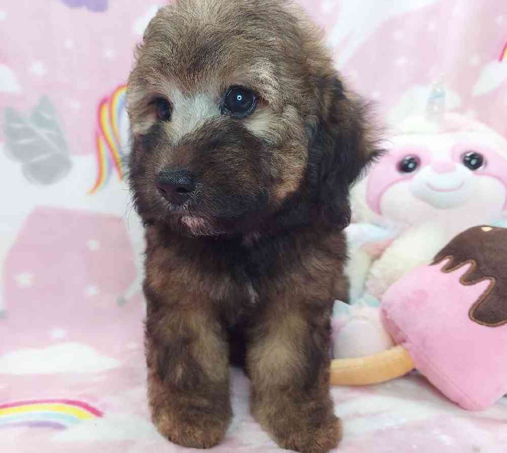 Female Mini Goldendoodle Puppy for sale