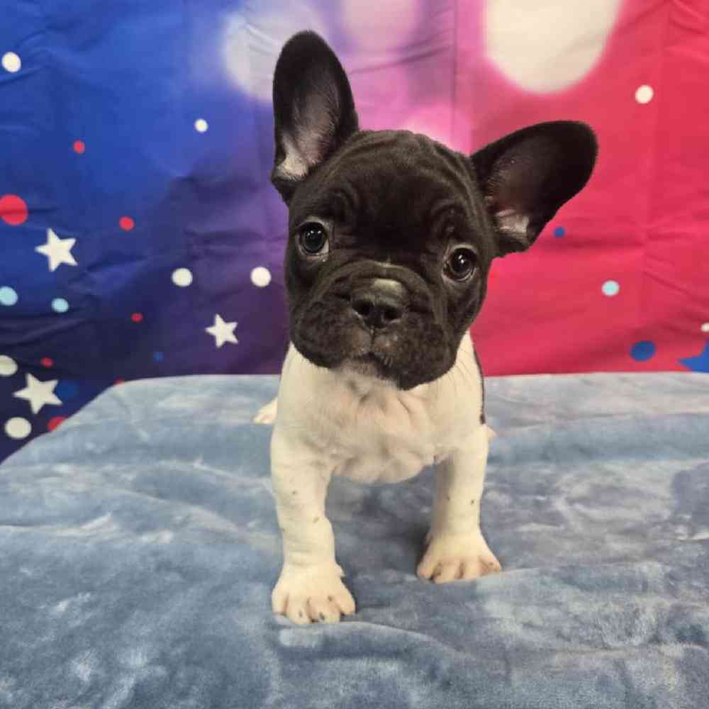 Male French Bulldog Puppy for Sale in Virginia Beach, VA