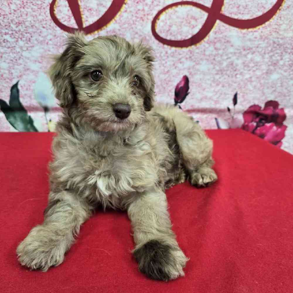 Female Havapoo Puppy for Sale in Virginia Beach, VA
