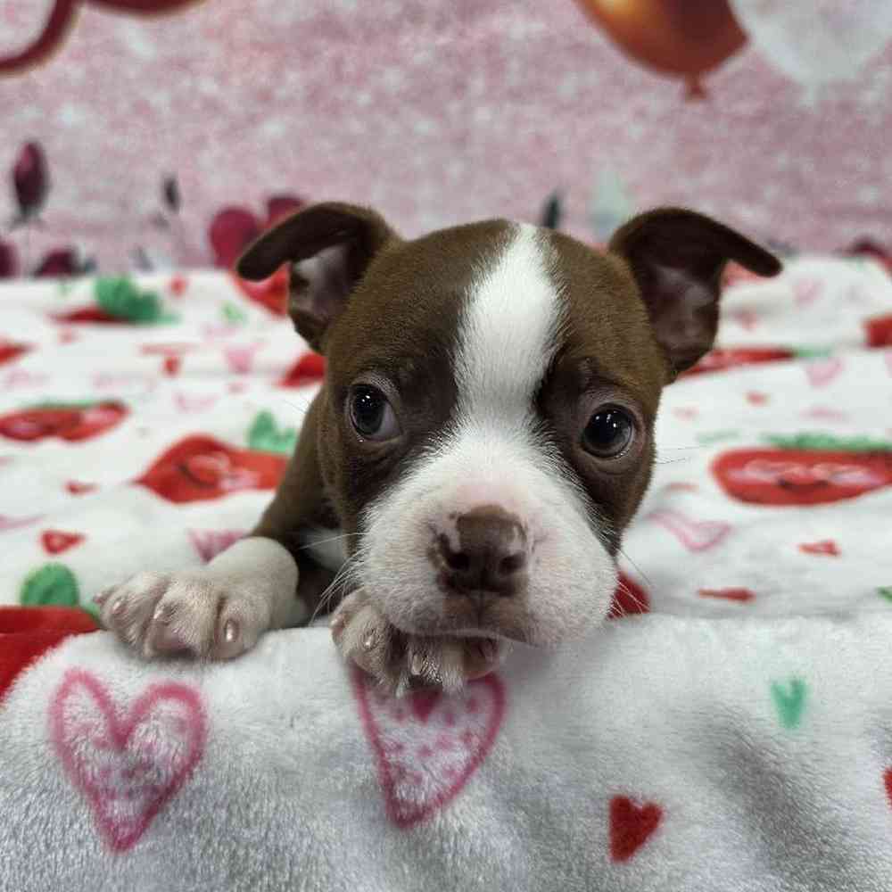Male Boston Terrier Puppy for Sale in Virginia Beach, VA