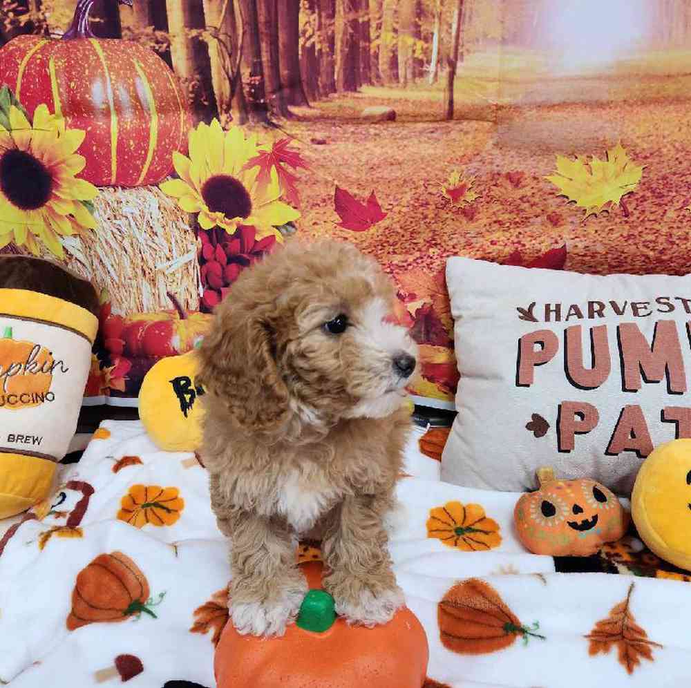 Female Cockapoo Puppy for Sale in Virginia Beach, VA