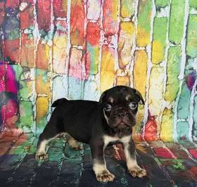 French Bulldog
