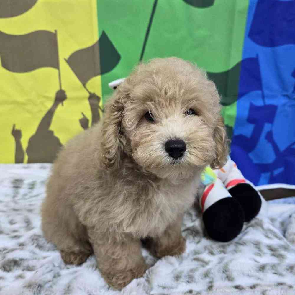 Male Mini Poodle Puppy for Sale in Virginia Beach, VA