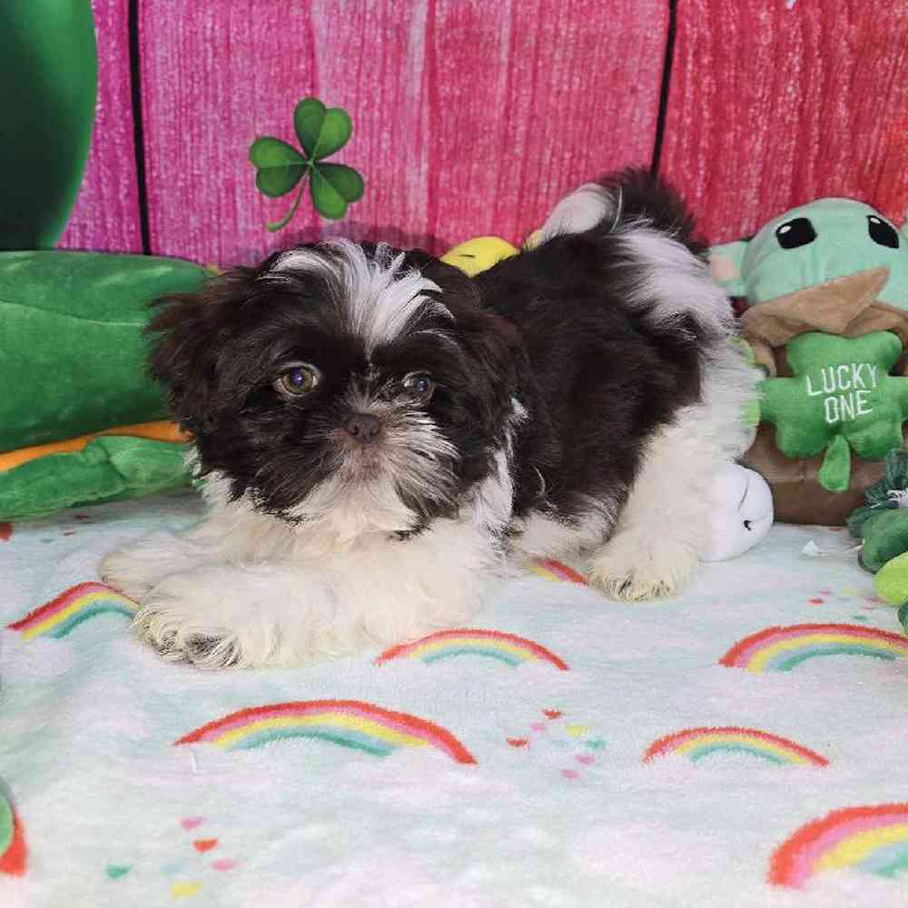 Male Shih Tzu Puppy for Sale in Virginia Beach, VA
