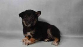 Shiba Inu