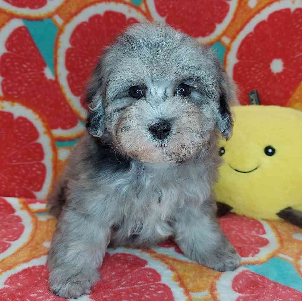 Female Maltipoo Puppy for sale