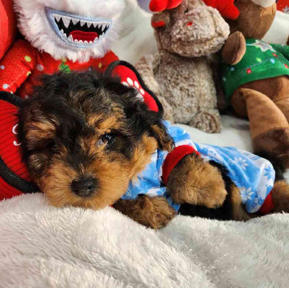 Male Yorkie-Poo Puppy for Sale in Virginia Beach, VA