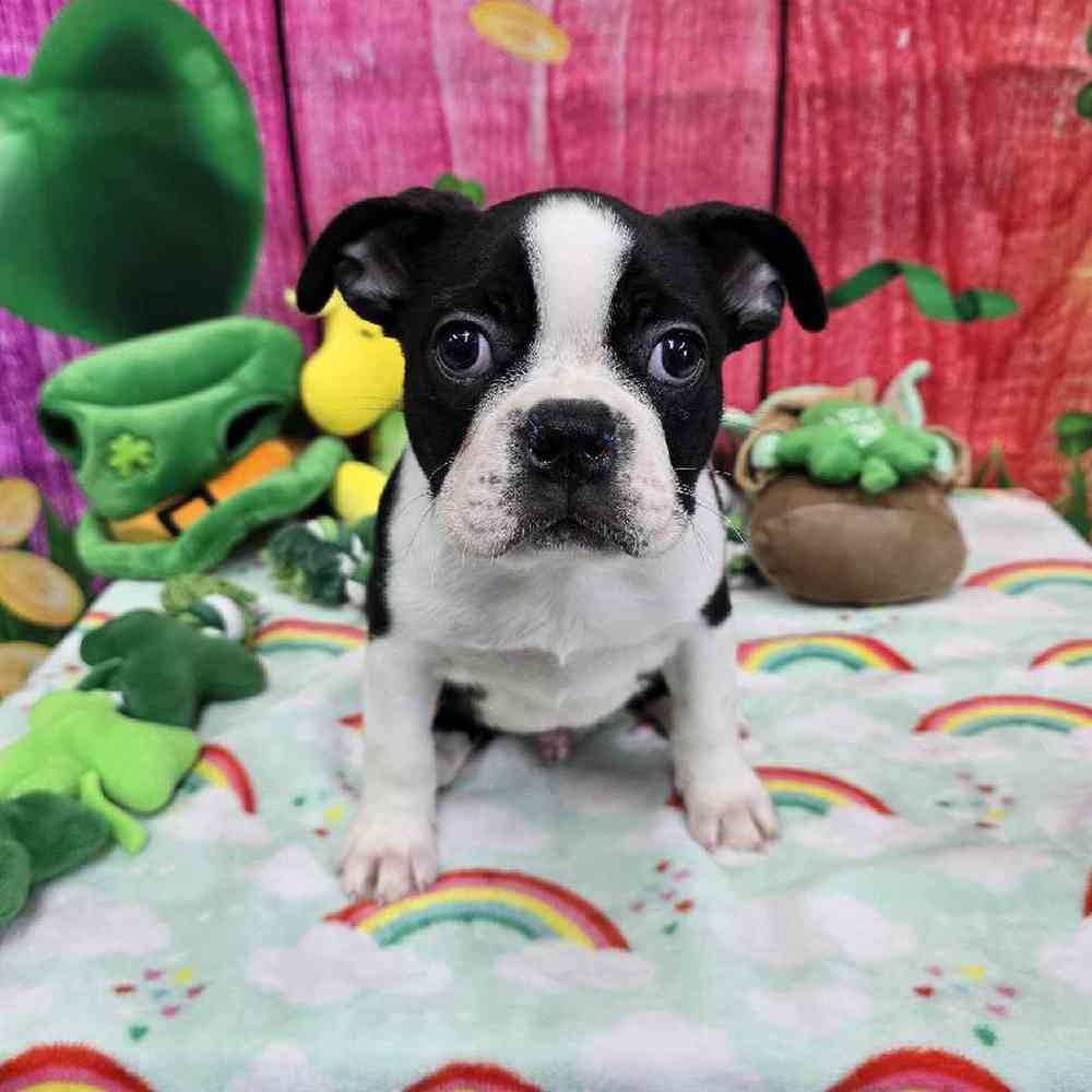Male Boston Terrier Puppy for Sale in Virginia Beach, VA
