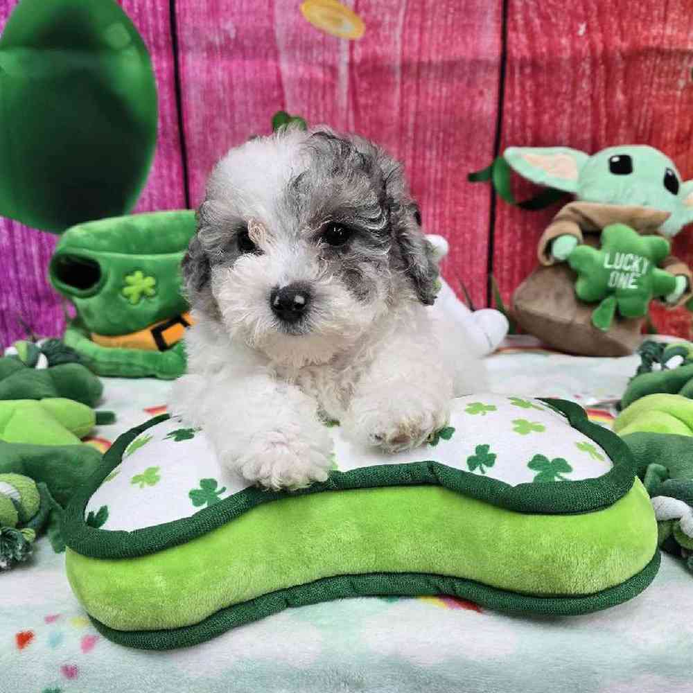 Female Maltipoo Puppy for Sale in Virginia Beach, VA