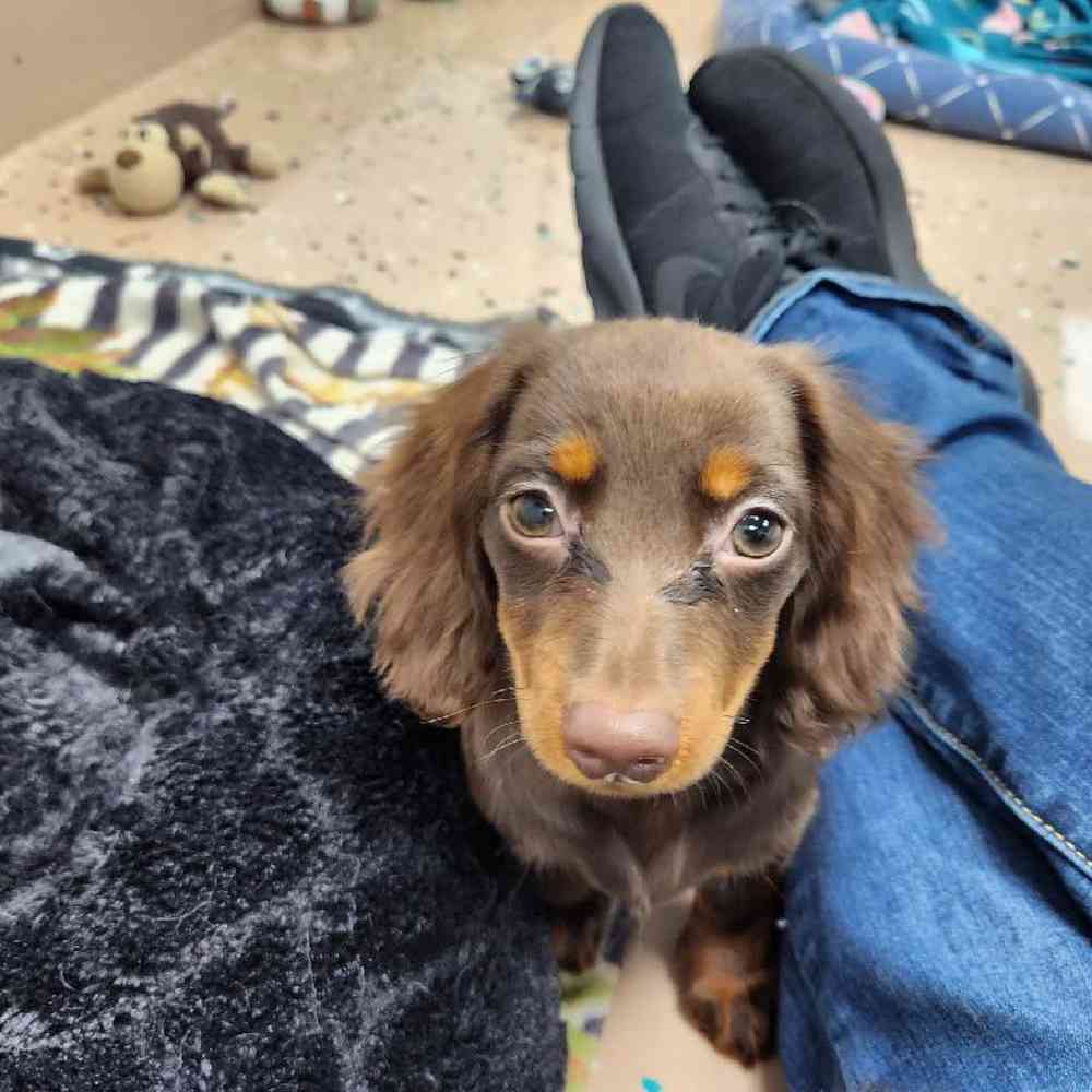 Female Dachshund Puppy for Sale in Virginia Beach, VA