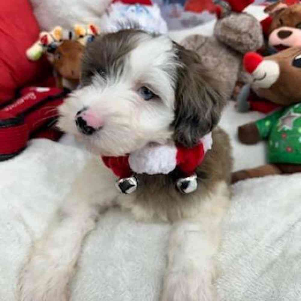 Female Mini Goldendoodle Puppy for Sale in Virginia Beach, VA