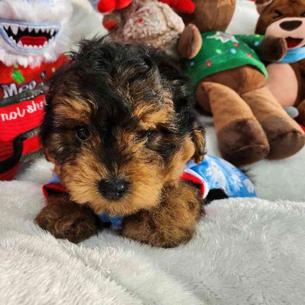 Male Yorkie-Poo Puppy for Sale in Virginia Beach, VA