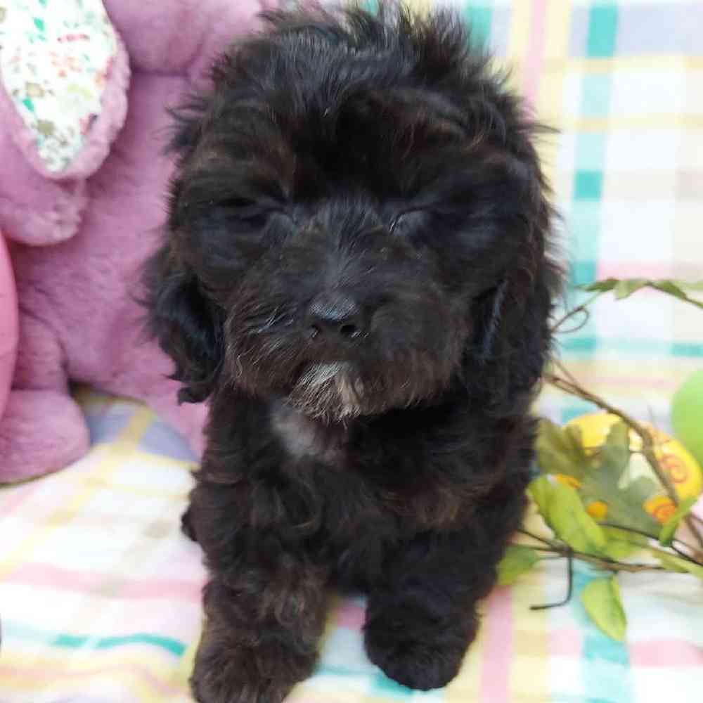 Male Dachshund-Cavalier King Charles Spaniel Puppy for sale