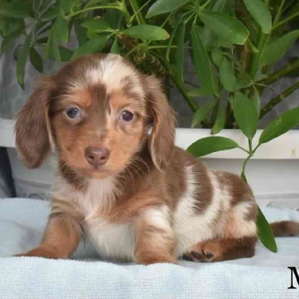 Male Dachshund Puppy for Sale in Virginia Beach, VA