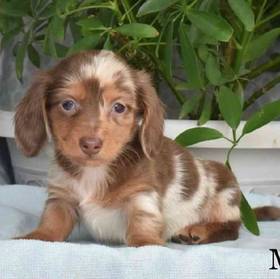 Dachshund