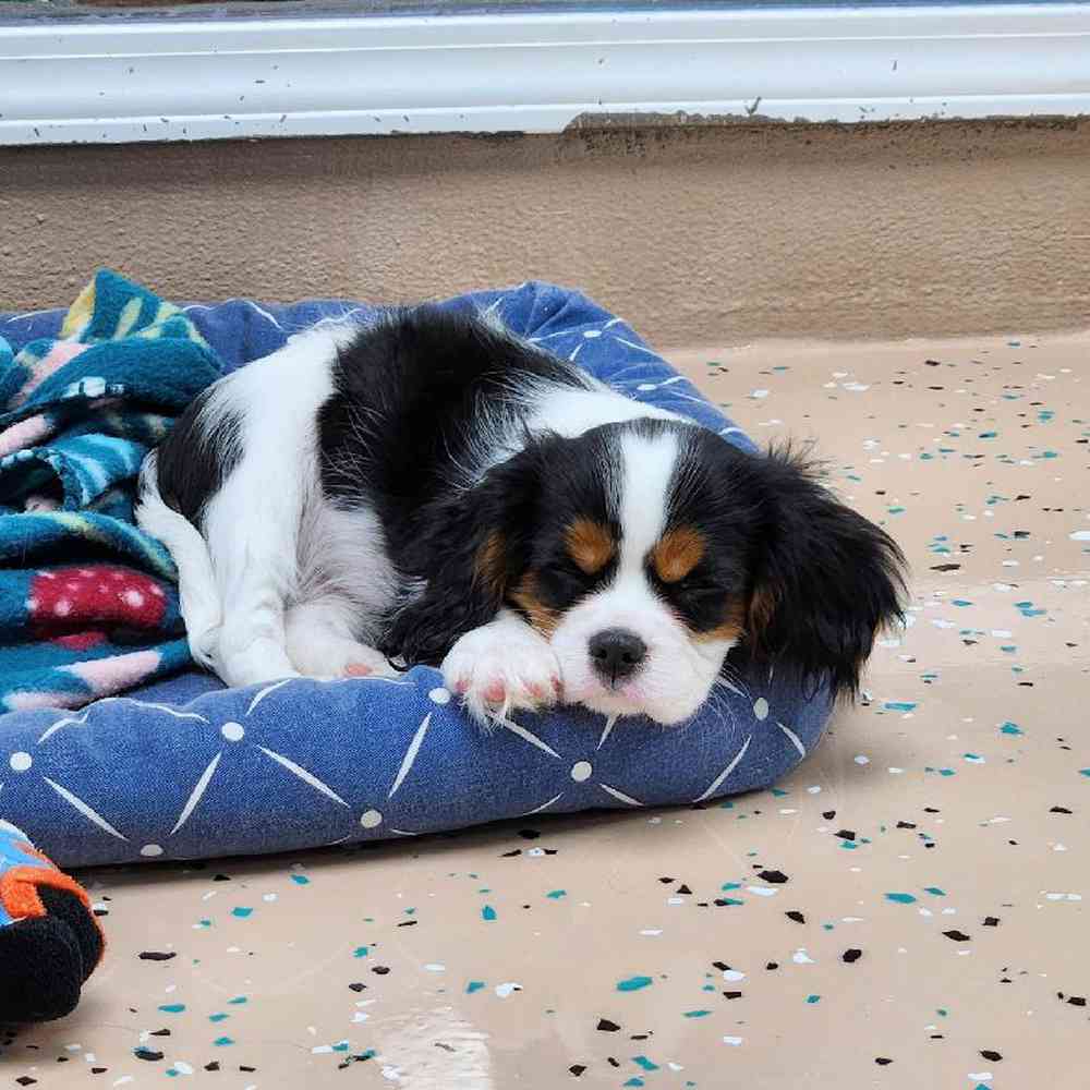 Male Cavalier King Charles Spaniel Puppy for Sale in Virginia Beach, VA