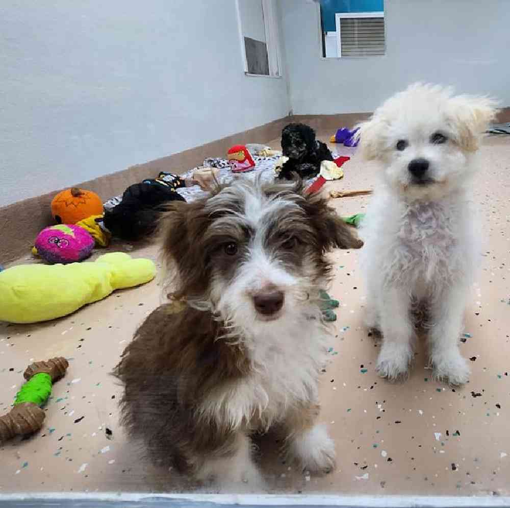 Female Mini Aussiedoodle Puppy for Sale in Virginia Beach, VA