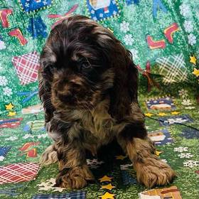 Cocker Spaniel