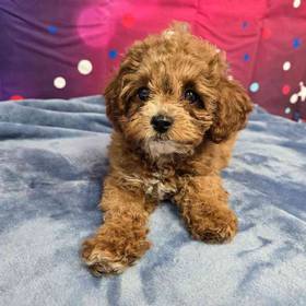 Cavapoo