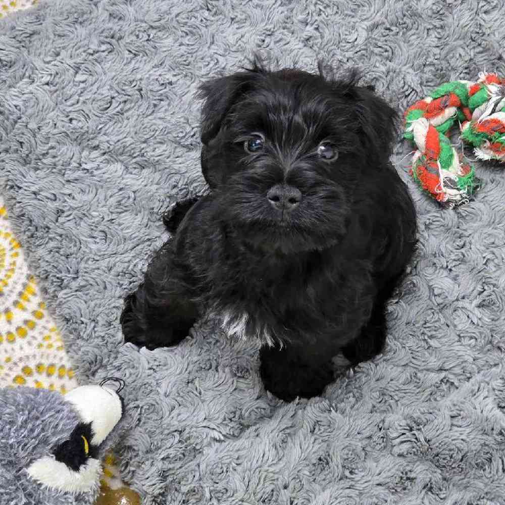 Male Mini Schnauzer Puppy for Sale in Virginia Beach, VA