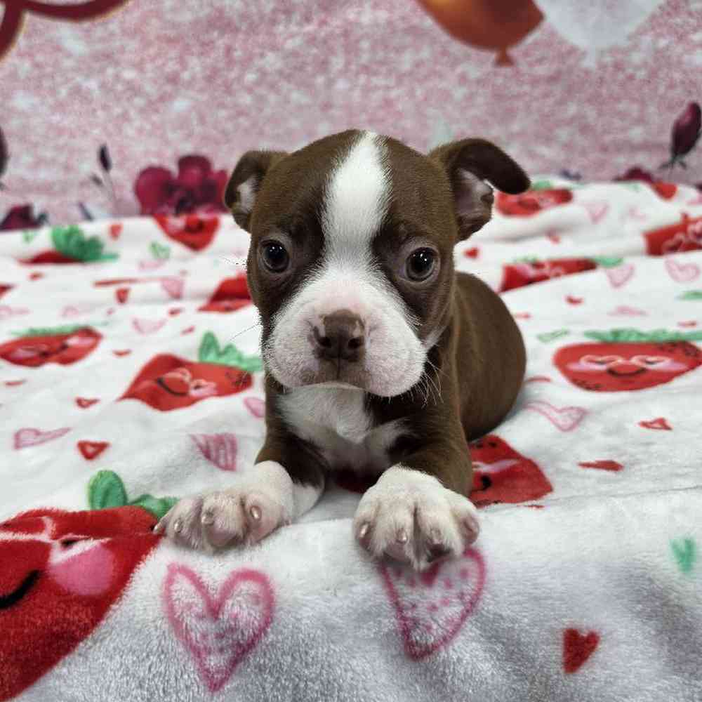Image of a pet breed in the gallery