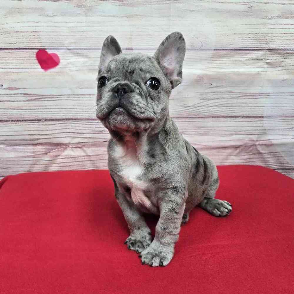 Male French Bulldog Puppy for Sale in Virginia Beach, VA