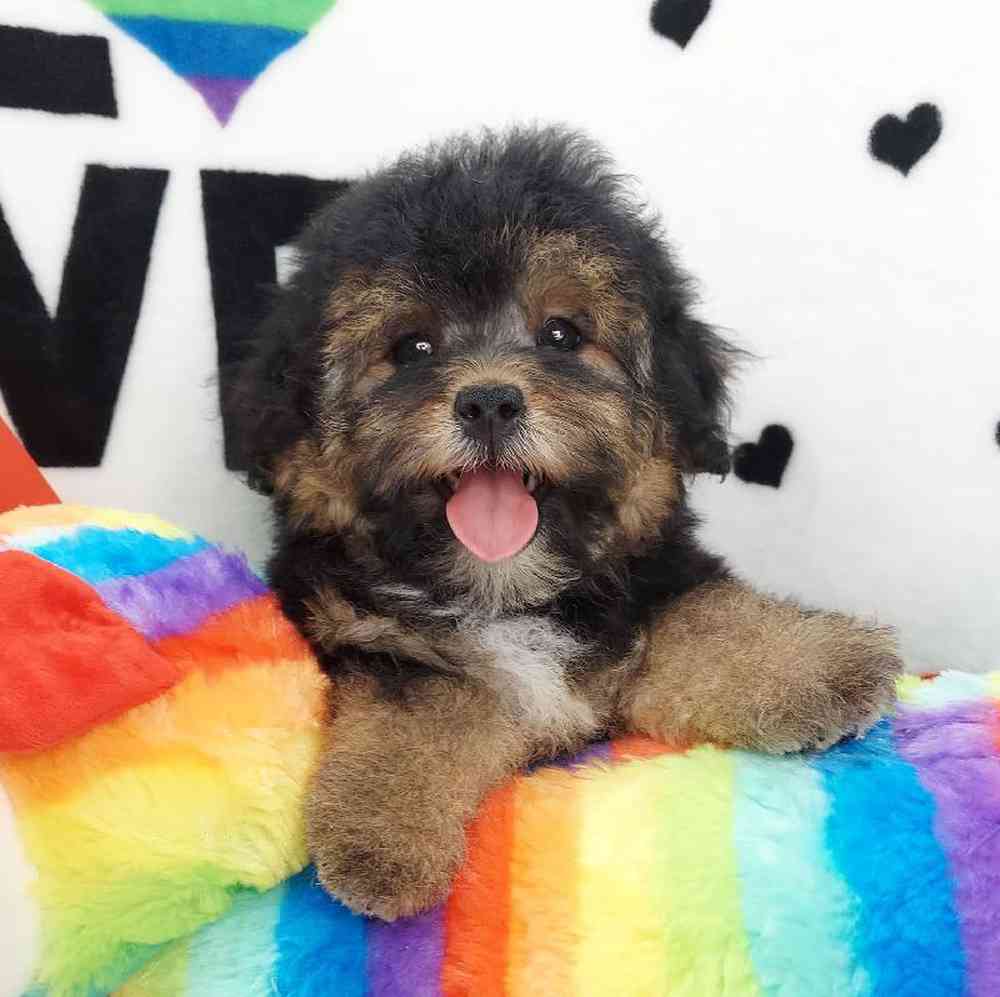 Female Morkiepoo Puppy for sale
