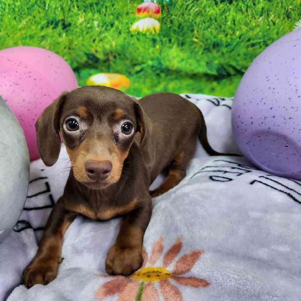 Male Dachshund Puppy for Sale in Virginia Beach, VA