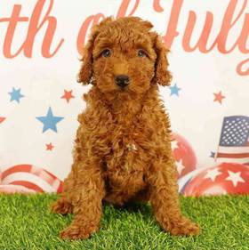 Poodle