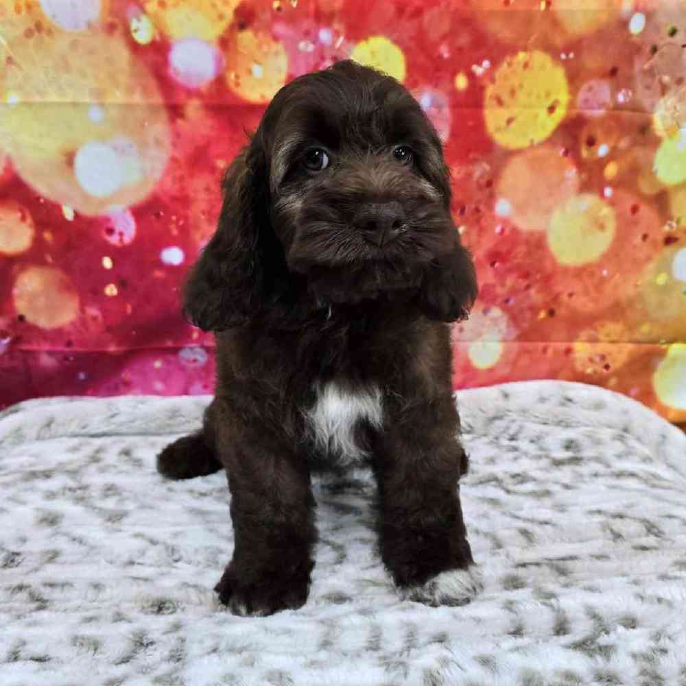 Female Cockapoo Puppy for Sale in Virginia Beach, VA