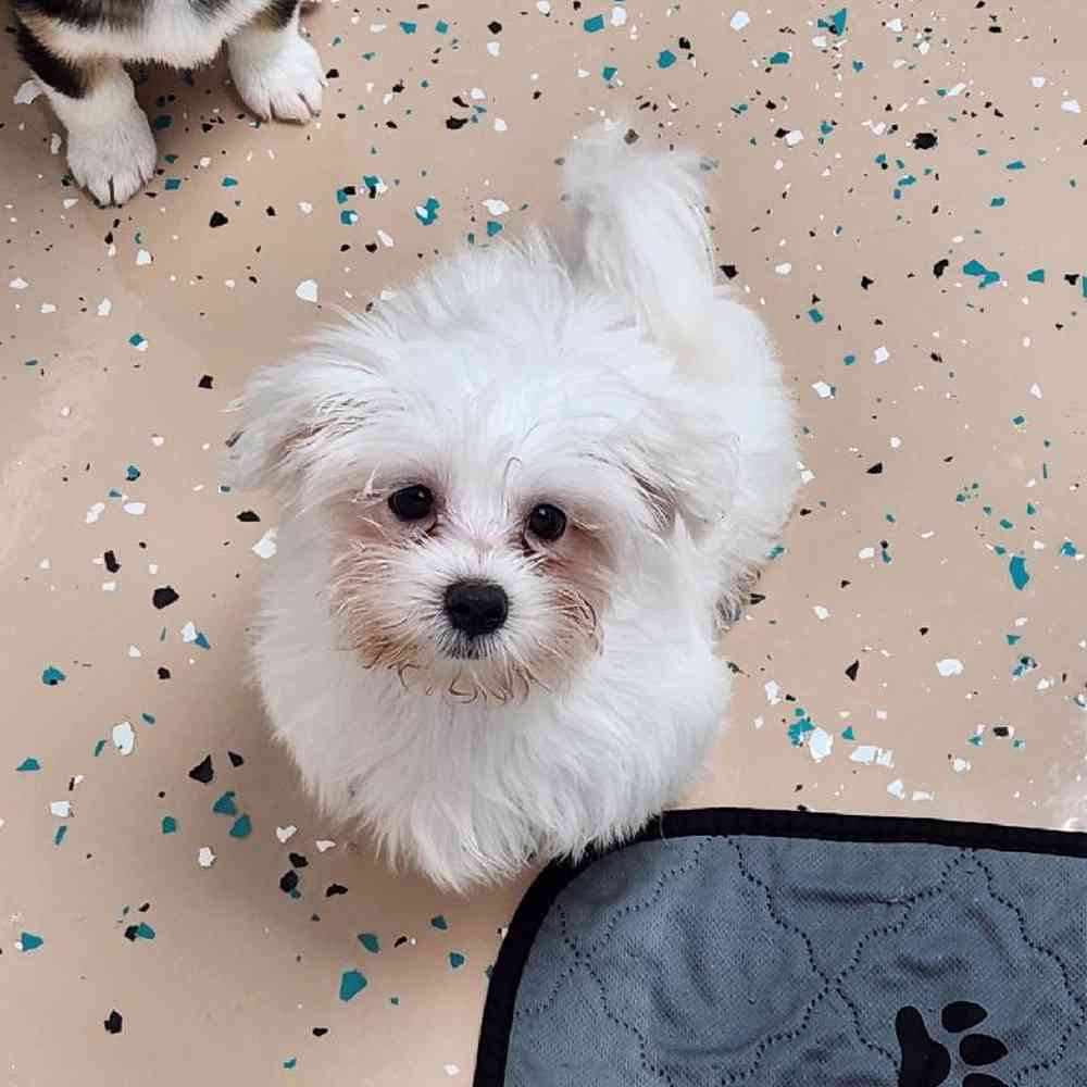 Male Maltese Puppy for Sale in Virginia Beach, VA