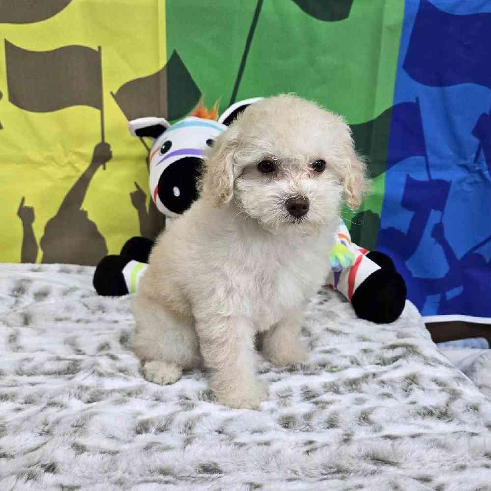 Female Poodle Toy Puppy for Sale in Virginia Beach, VA