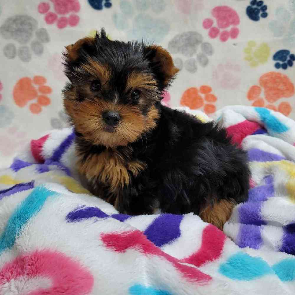Male Yorkie Puppy for Sale in Virginia Beach, VA