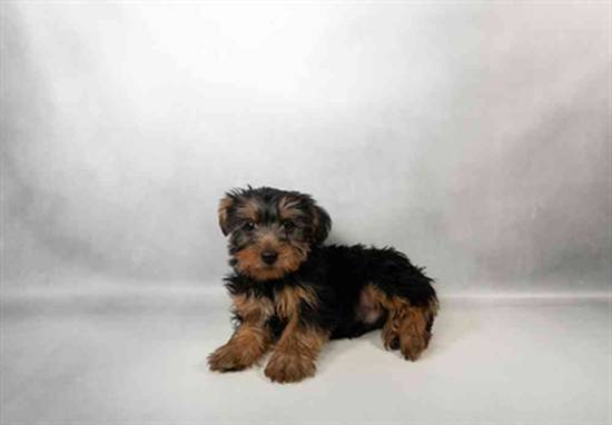 Yorkie