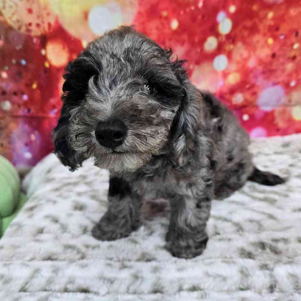 Female Mini Goldendoodle Puppy for Sale in Virginia Beach, VA