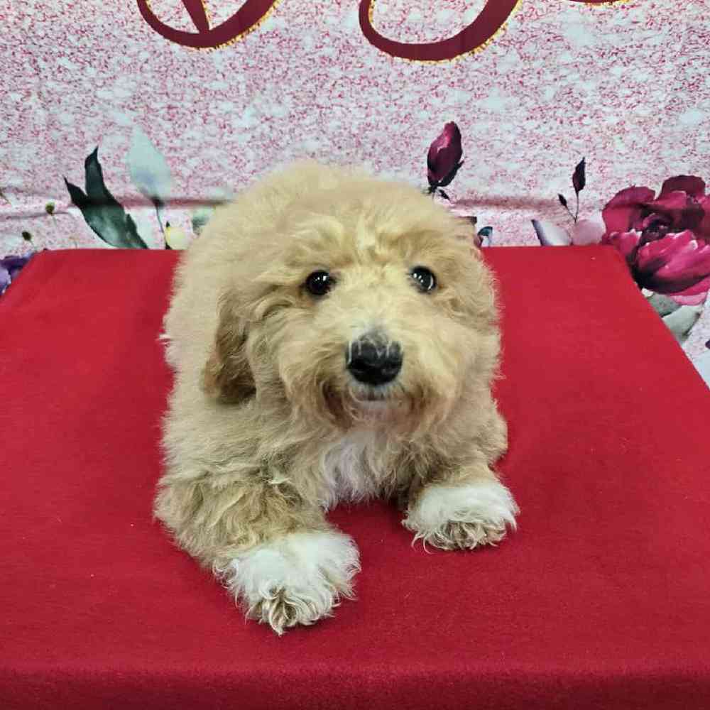 Male Bichonpoo Puppy for Sale in Virginia Beach, VA
