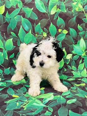 Maltipoo