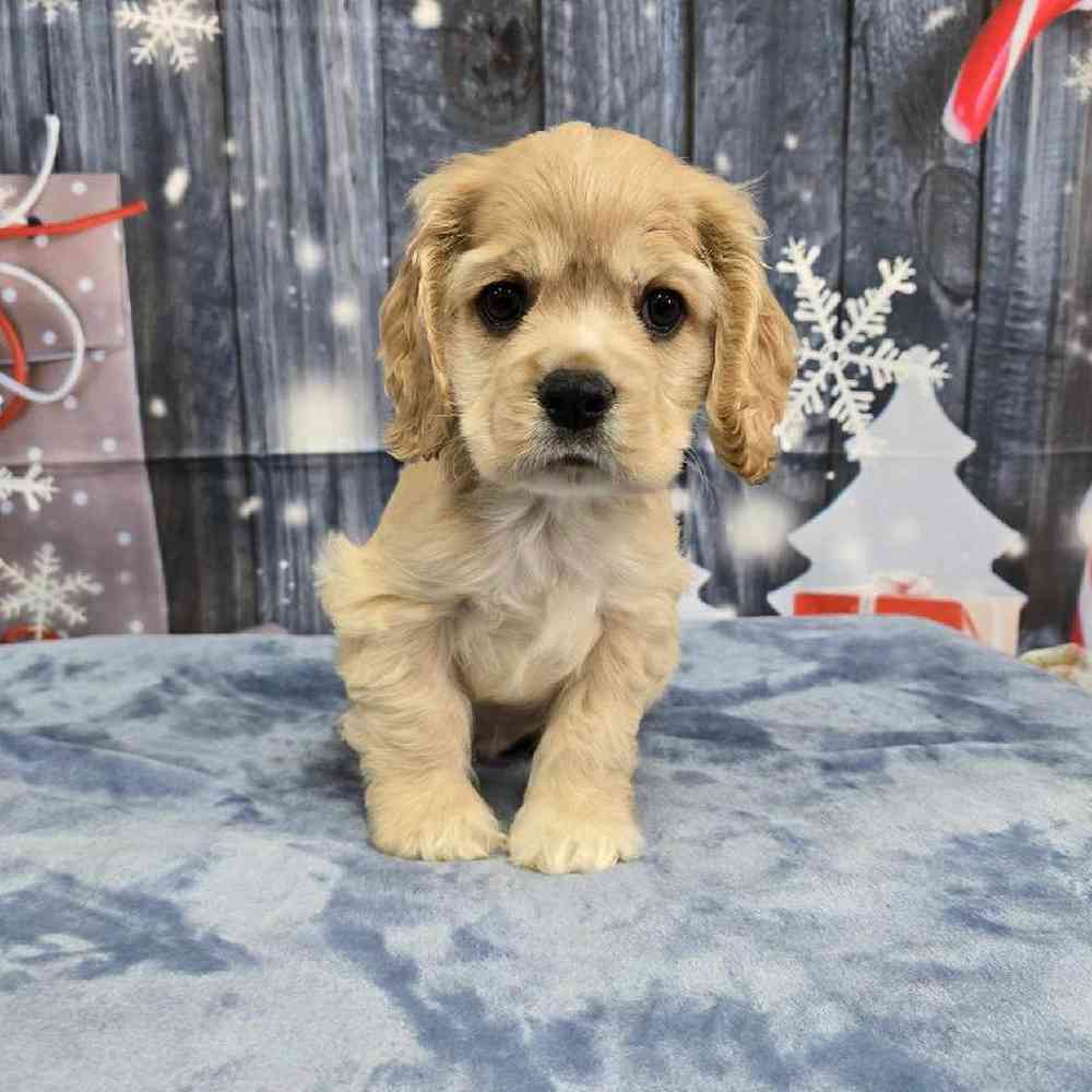 Male Cocker Spaniel Puppy for Sale in Virginia Beach, VA
