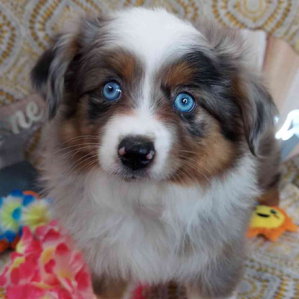 Female Mini Aussie Puppy for sale
