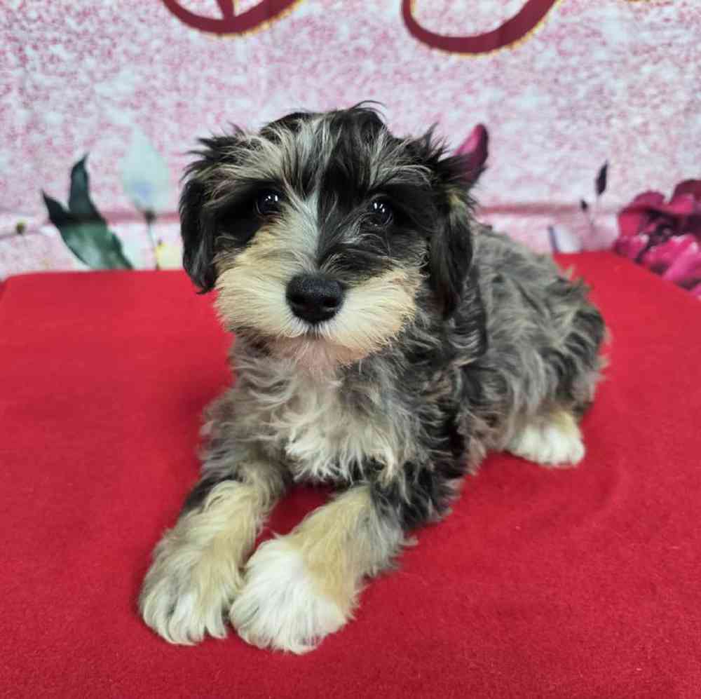 Male Mini Schnauzer Puppy for Sale in Virginia Beach, VA