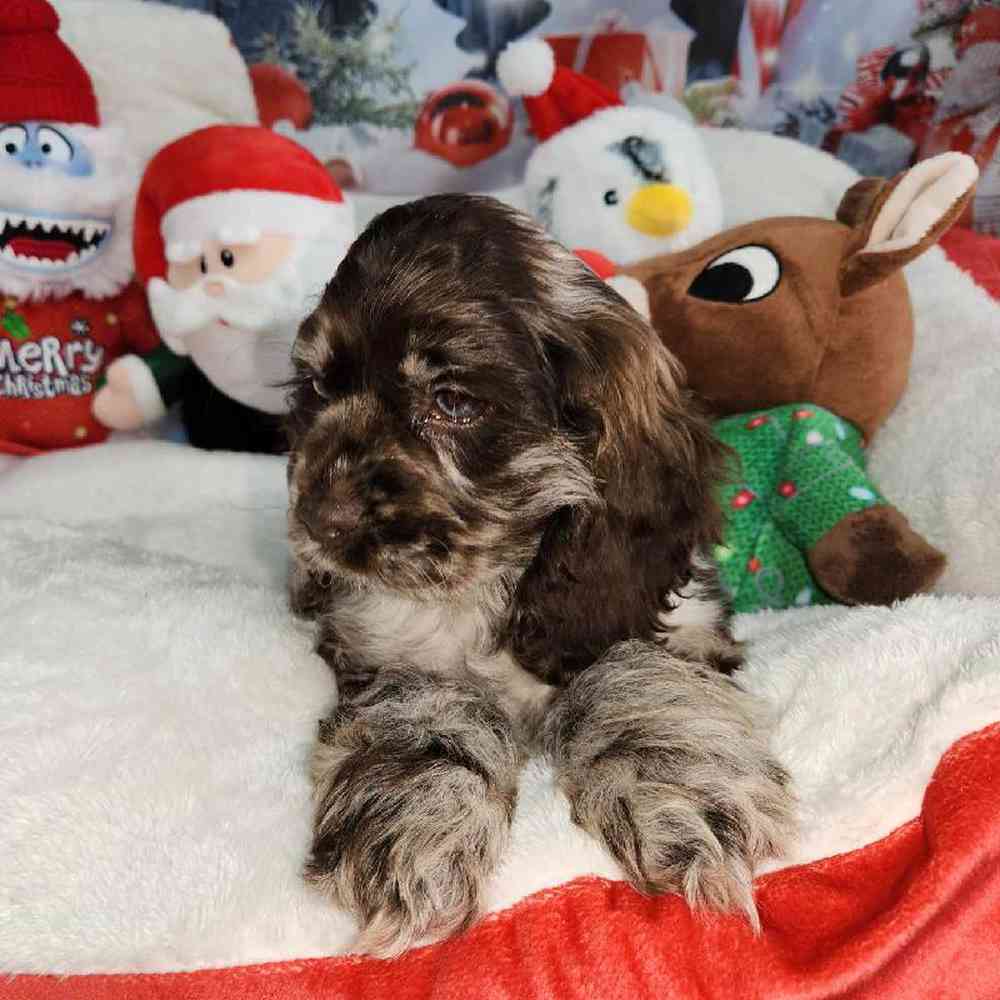 Male Cocker Spaniel Puppy for Sale in Virginia Beach, VA