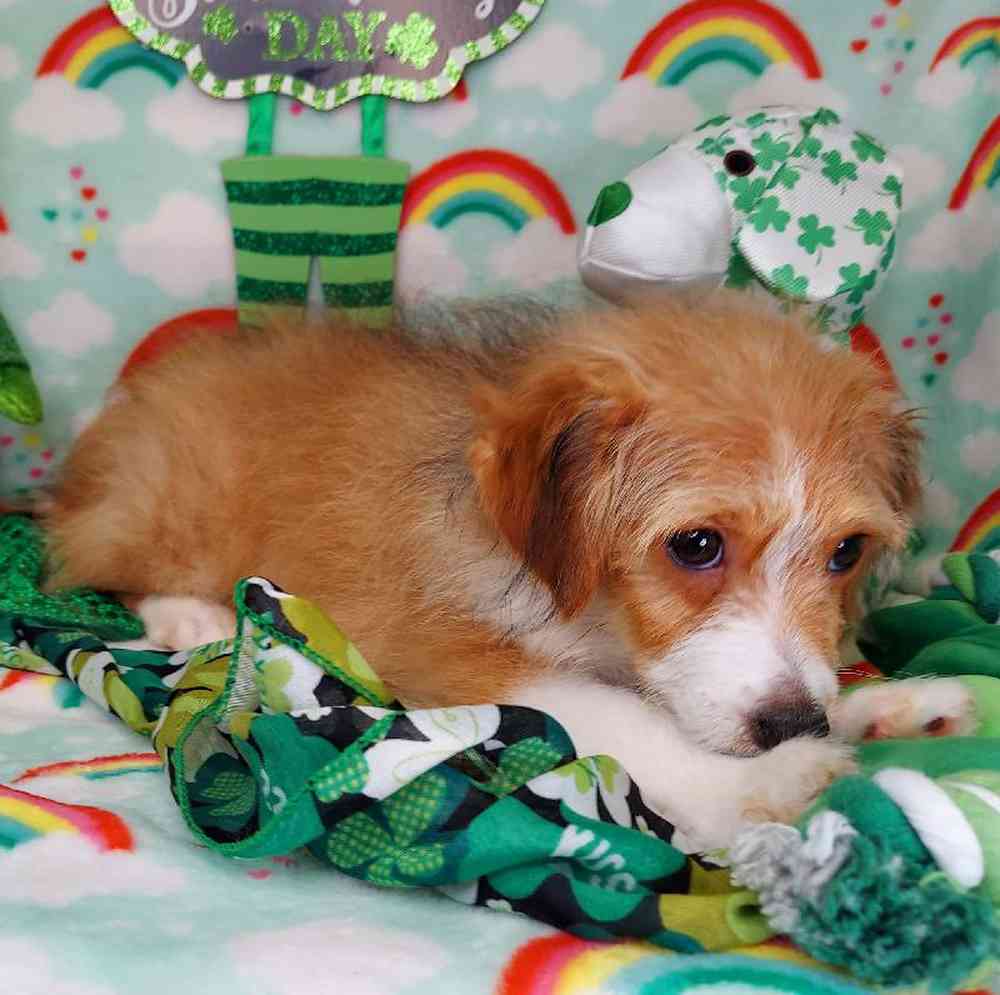 Male Toy Aussiedoodle Puppy for sale