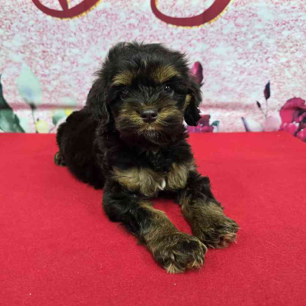 Female Cockapoo Puppy for Sale in Virginia Beach, VA