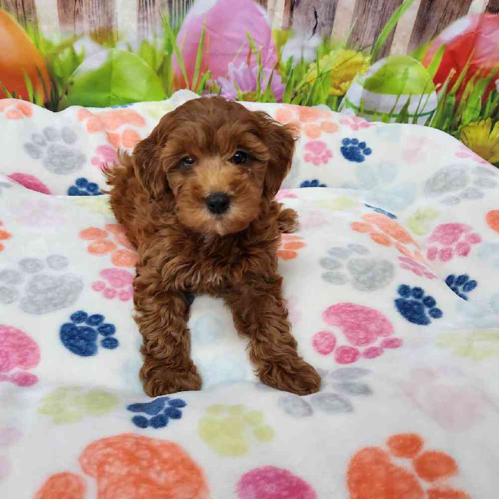 Female Mini Goldendoodle Puppy for Sale in Virginia Beach, VA