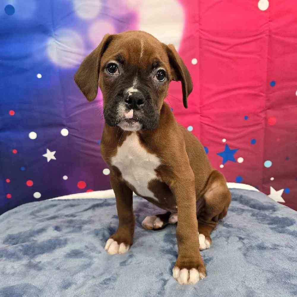 Male Boxer Puppy for Sale in Virginia Beach, VA